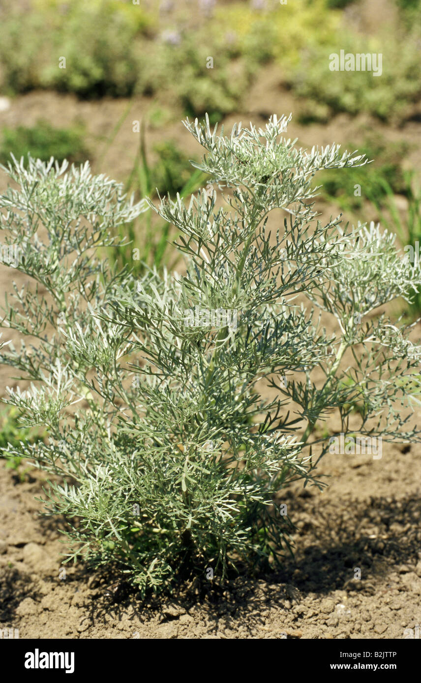 botany, Artemisia, Tree Wormwood (Artemisia arborescens), , Additional-Rights-Clearance-Info-Not-Available Stock Photo