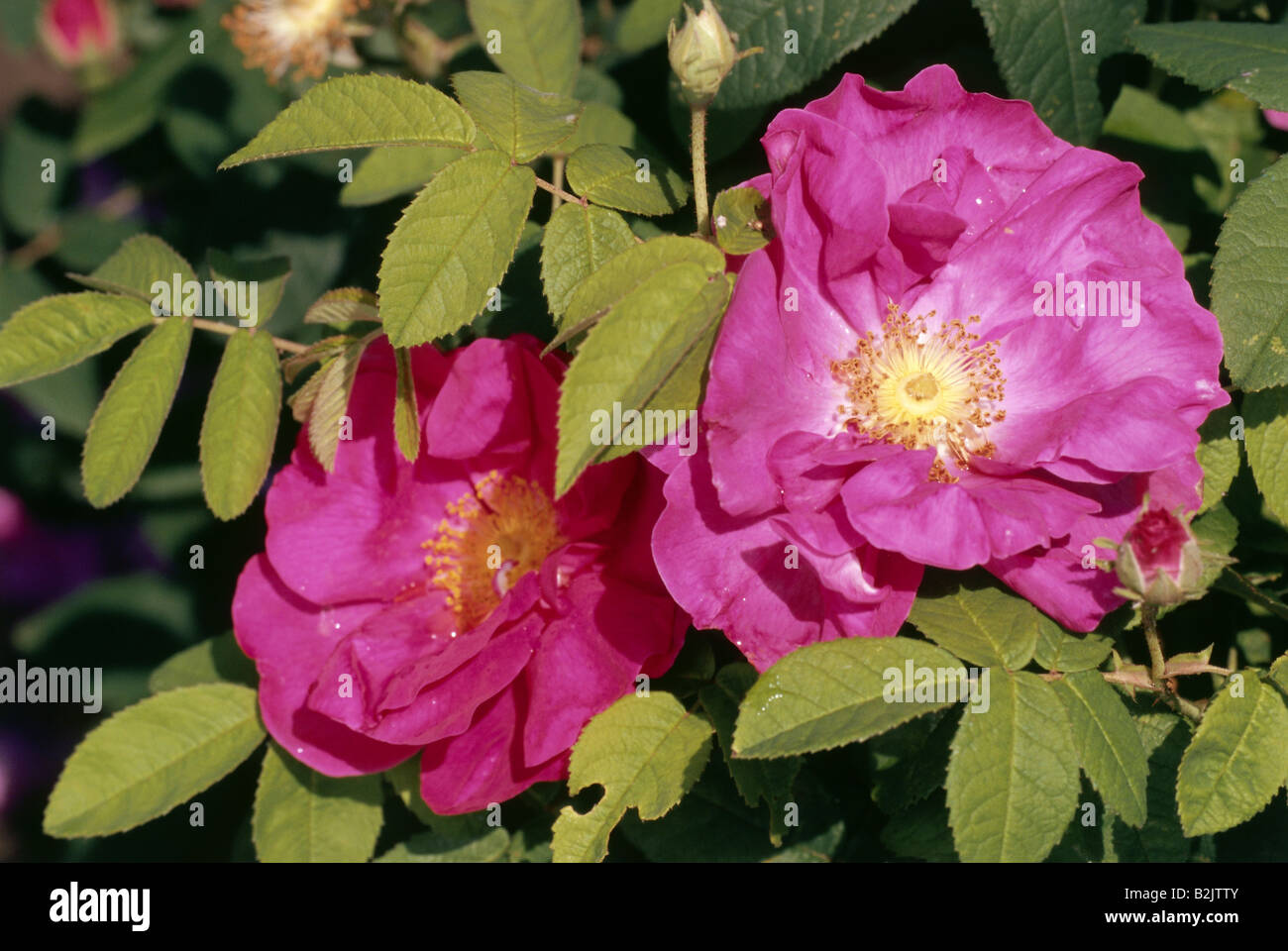 botany, Gallic Rose (Rosa gallica), bloom, Additional-Rights-Clearance-Info-Not-Available Stock Photo