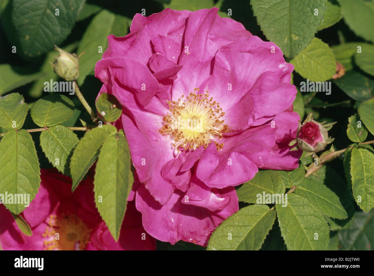 botany, Gallic Rose (Rosa gallica), bloom, Additional-Rights-Clearance-Info-Not-Available Stock Photo