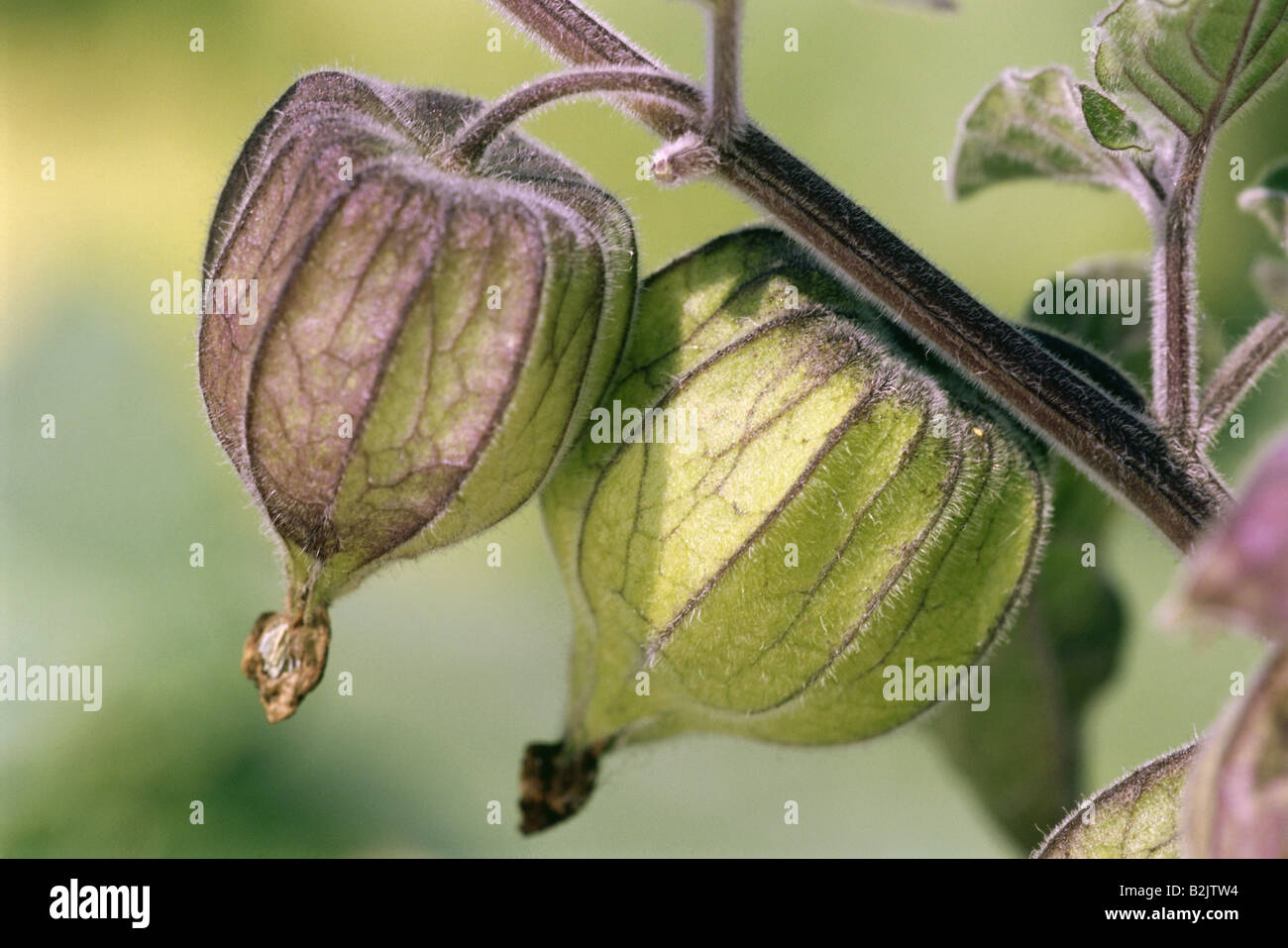botany, Cape gooseberry (Physialis peruviana), fruits at branch, Additional-Rights-Clearance-Info-Not-Available Stock Photo