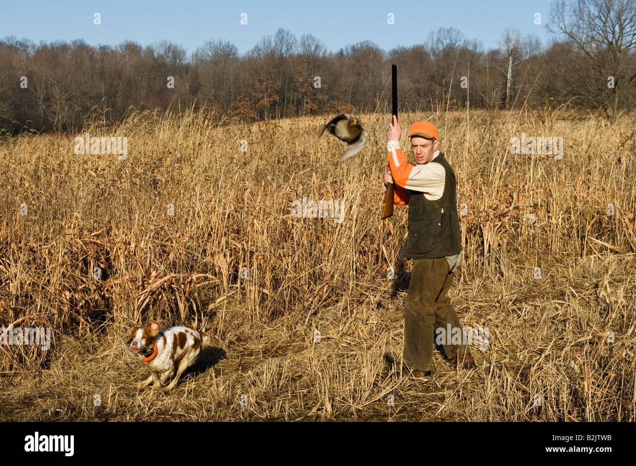 Upland Bird Hunter Flushing Bobwhite Quail and Brittany Spaniel Webster County Kentucky Stock Photo