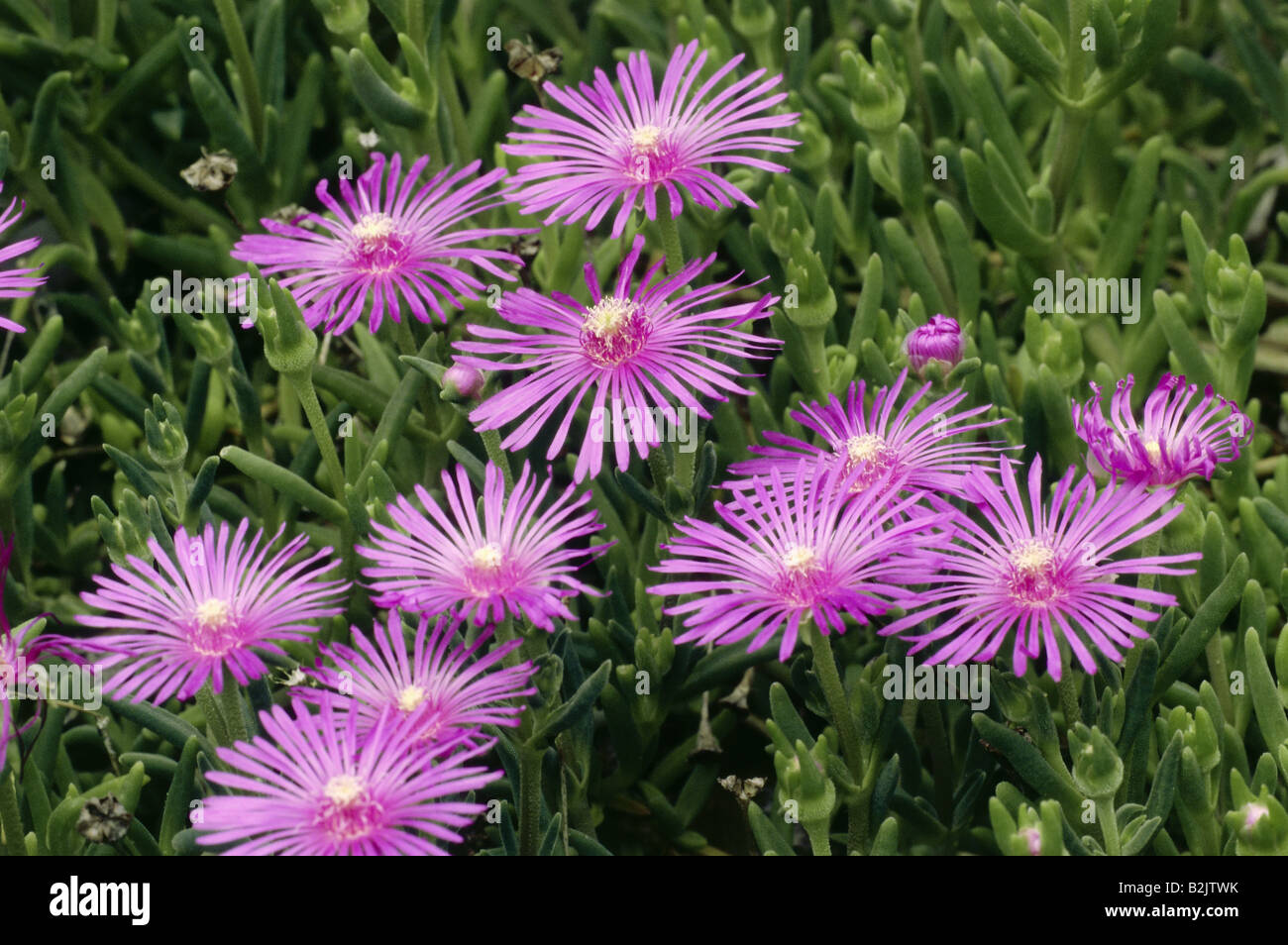 botany, Carpobrotus, (Carpobrotus), Delosperma cooperi, blue bloom, Additional-Rights-Clearance-Info-Not-Available Stock Photo