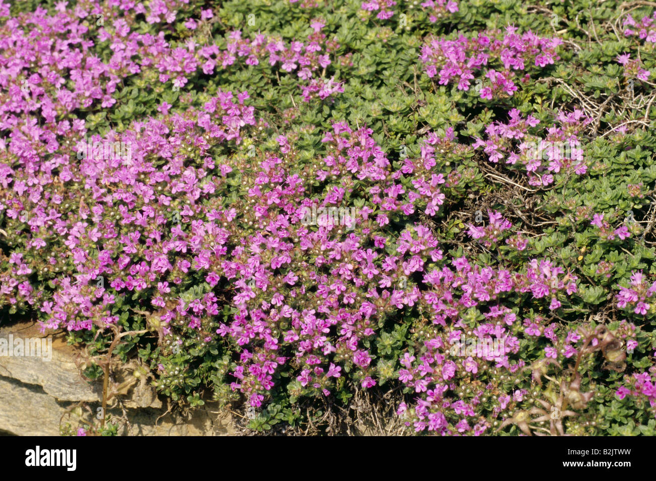 botany, Thymus, Wild thyme (Thymus), Creeping Thyme, (Thymus praecox), in meadow, Additional-Rights-Clearance-Info-Not-Available Stock Photo