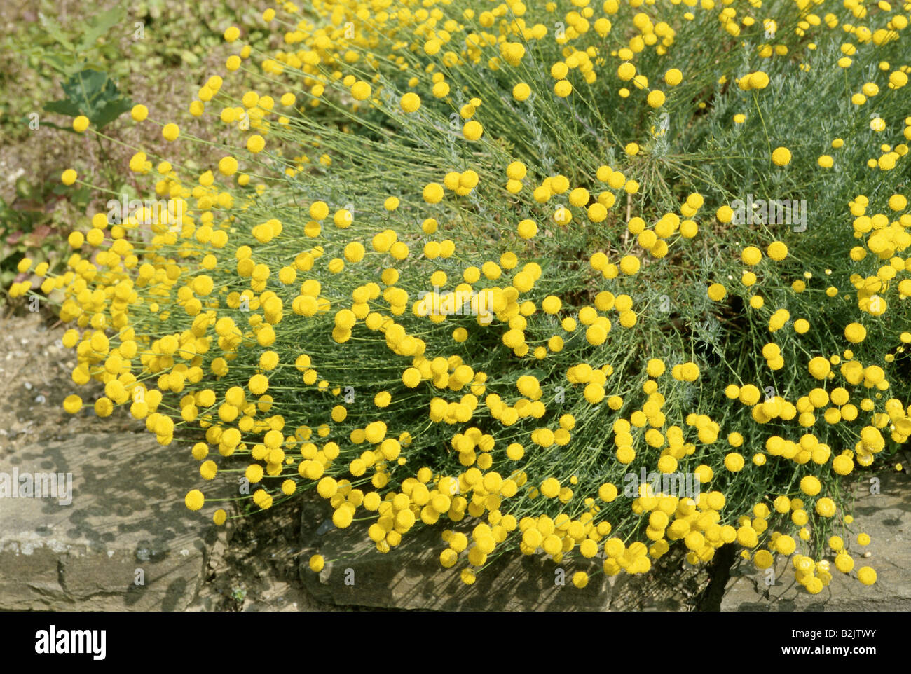 botany, Gray Santolina (Santolina chamaecyparissus), yellow flowering plants, Additional-Rights-Clearance-Info-Not-Available Stock Photo