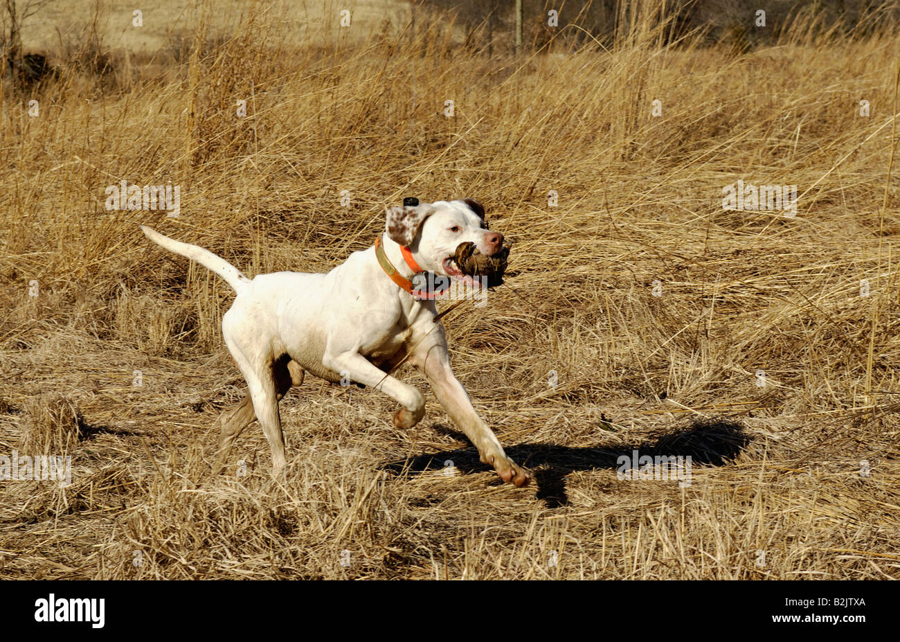 English Pointer Retrieving Bobwhite Quail Webster County Kentucky Stock Photo