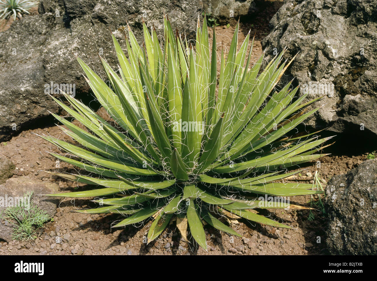 botany, Agavaceae, Thread-leaf Agave (Agave filifera), Additional-Rights-Clearance-Info-Not-Available Stock Photo