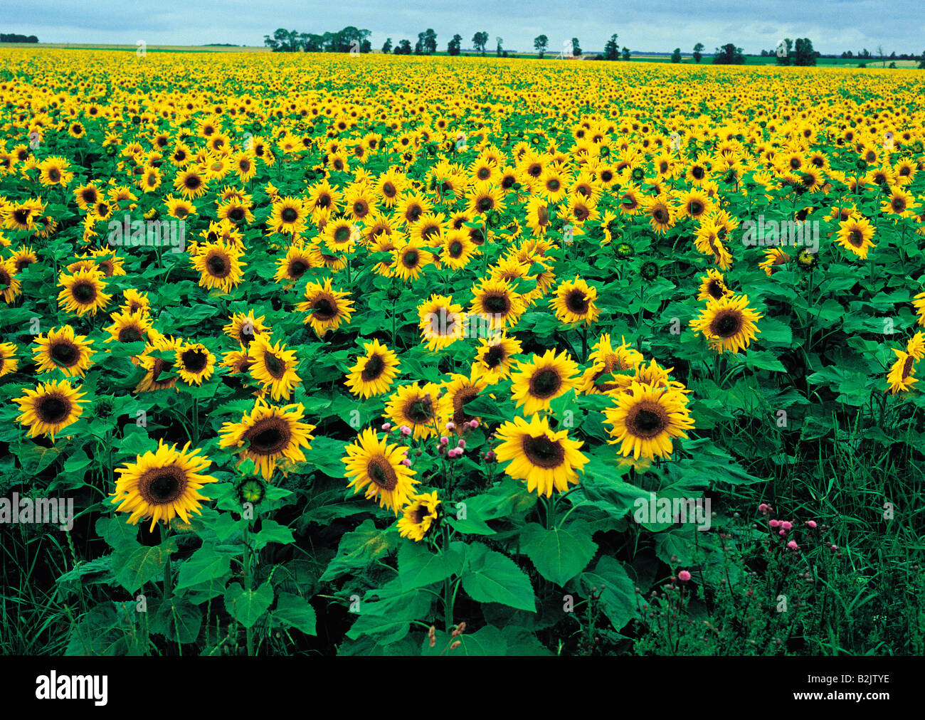 Sunflower field. Normandy. France Stock Photo Alamy