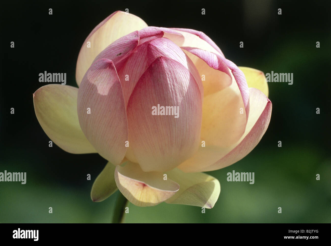 botany, Nelumbo, (Nelumbo), Indian Lotus, (Nelumbo nucifera), bloom, Additional-Rights-Clearance-Info-Not-Available Stock Photo