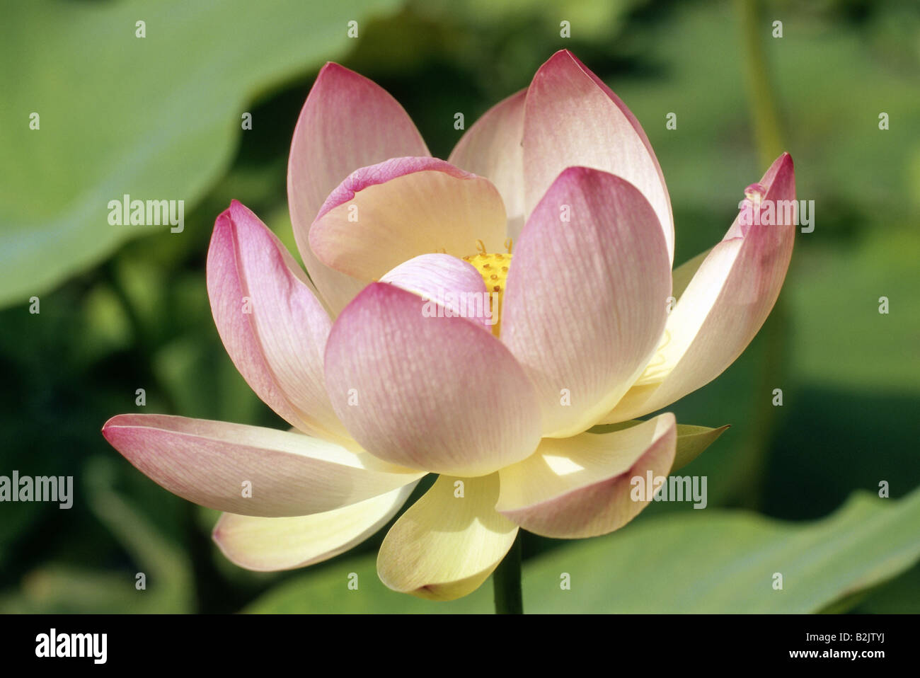 botany, Nelumbo, (Nelumbo), Indian Lotus, (Nelumbo nucifera), bloom, Additional-Rights-Clearance-Info-Not-Available Stock Photo