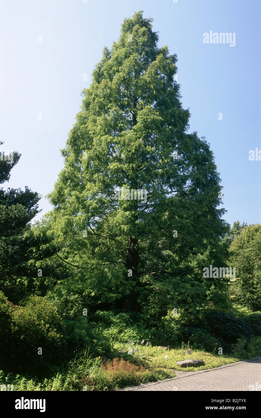 metasequoia trees metasequoia trees