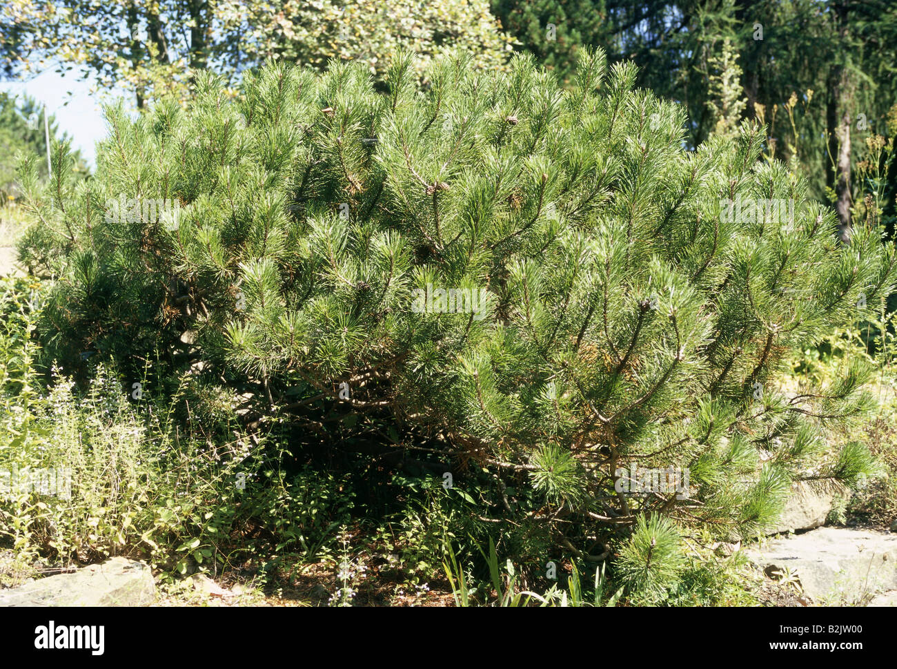 botany, Siberian Dwarf Pine (Pinus pumila), tree, Additional-Rights-Clearance-Info-Not-Available Stock Photo