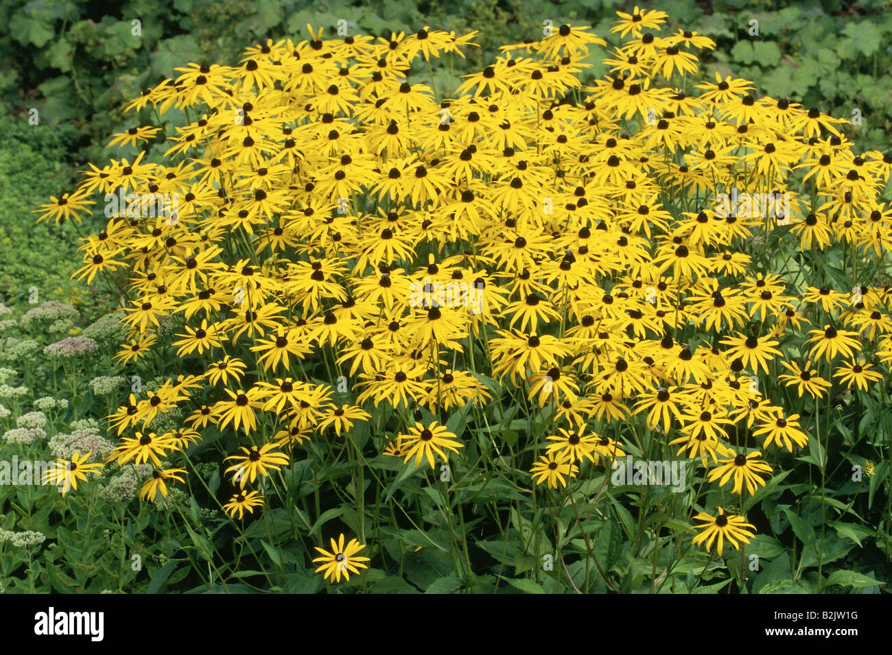 botany, Brilliant Coneflower (Rudbeckia fulgida), bloom, Additional