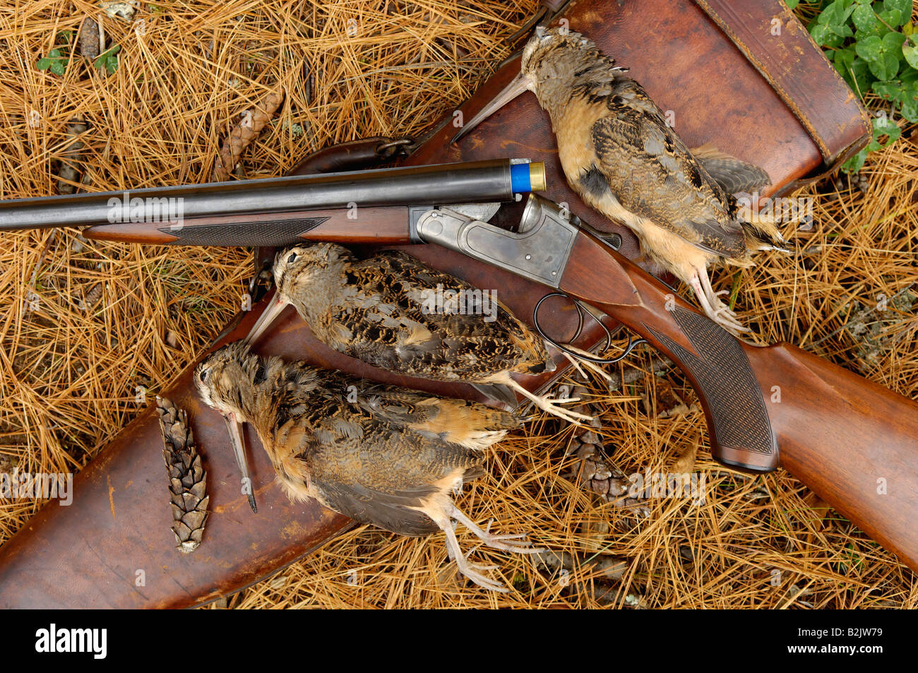 Three Harvested Woodcock and Vintage Lefever A Grade 16 Gauge Side by side Shotgun Maine Stock Photo