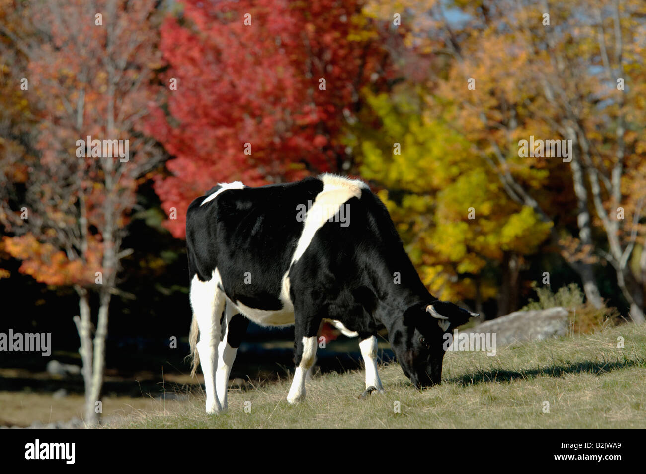 Holstein Grazing In New England Pasture at the Remick Country Doctor