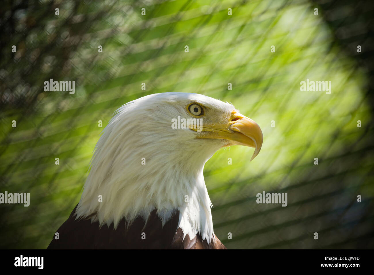 head a a bald eagle in captivity Stock Photo Alamy