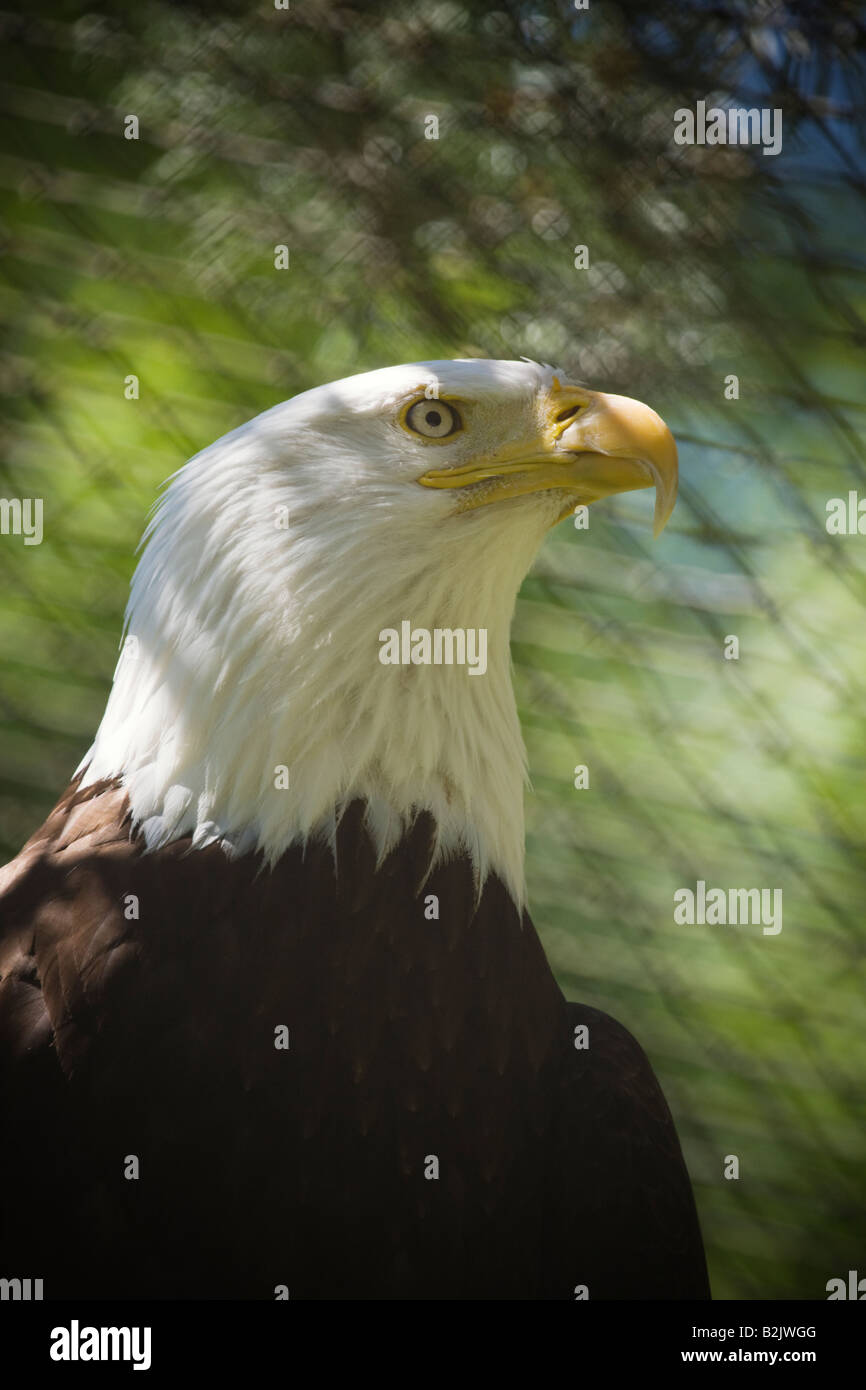 head a a bald eagle in captivity Stock Photo Alamy