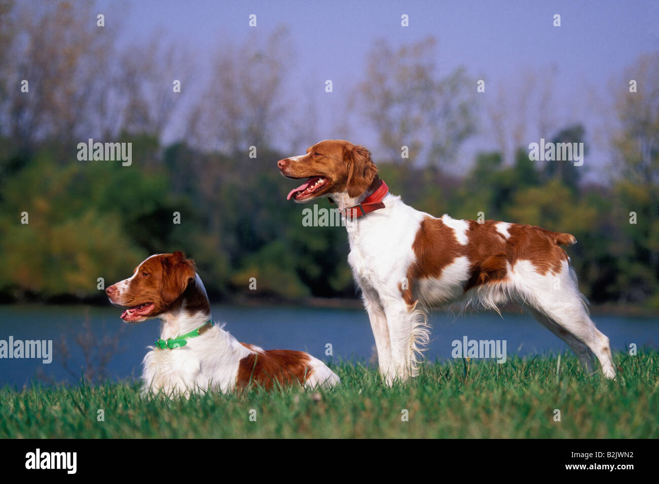 Pair of Brittany Spaniels Beside a Lake Randolph County Indiana Stock Photo