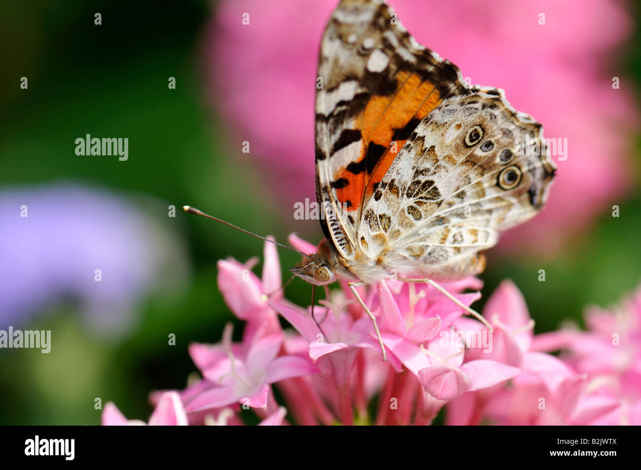A Painted Lady butterfly (Vanessa cardui) feeds on pink Pentas lanceolata blossoms. Oklahoma, USA. Stock Photo