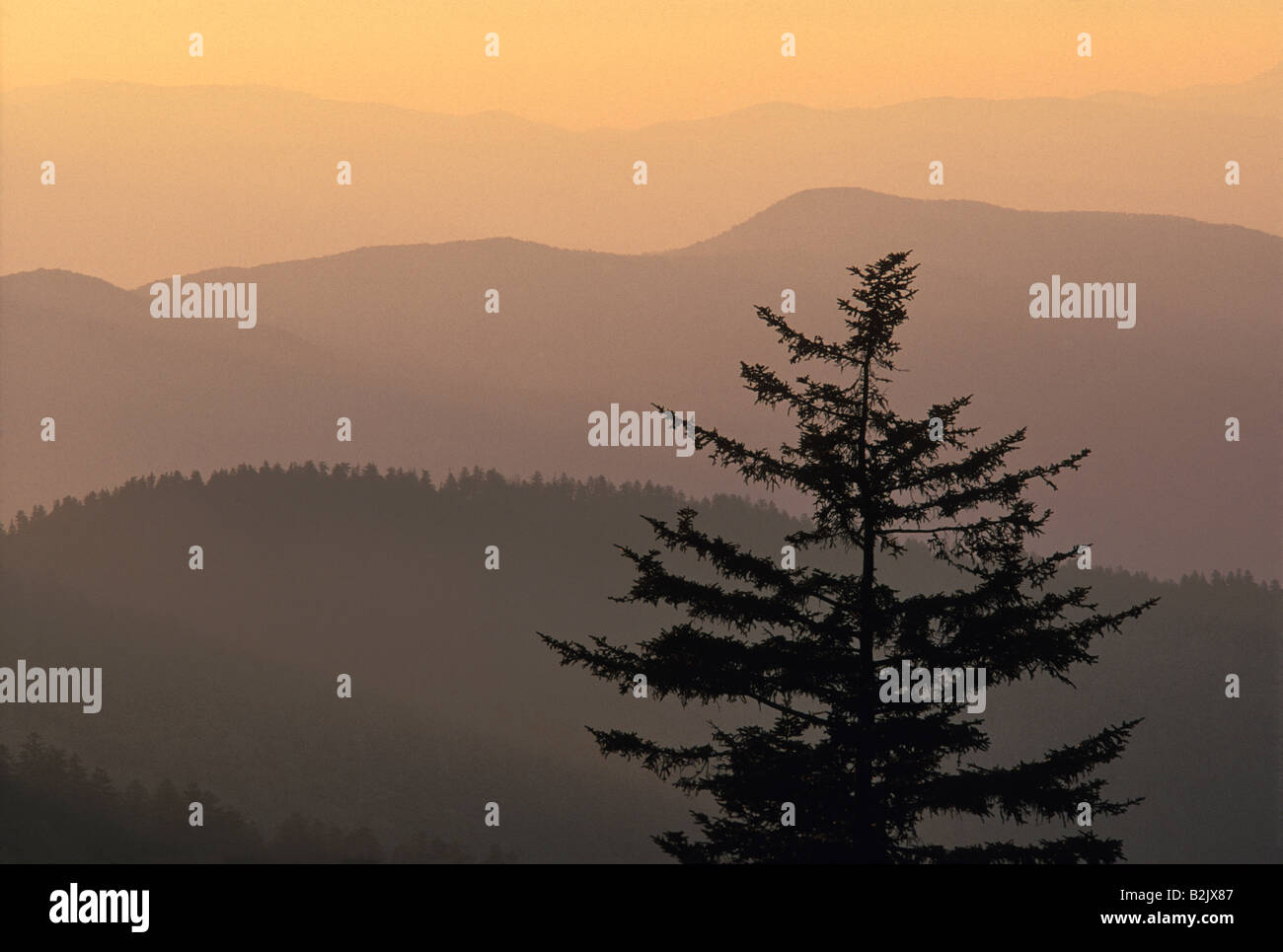 Lone Tree and Misty Mountain Ridges at Sunrise in the Great Smoky ...