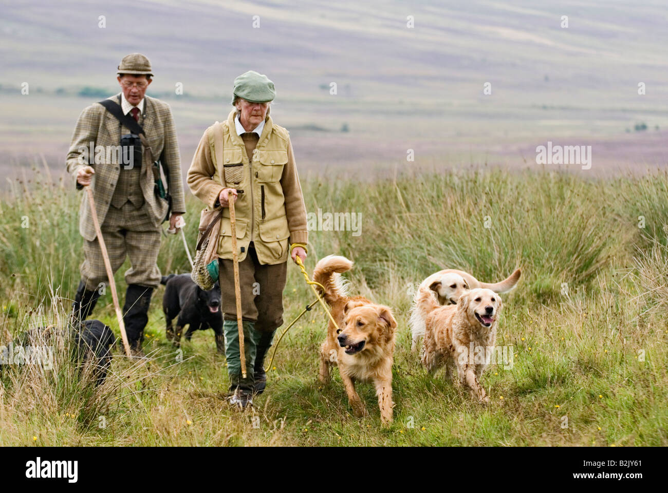 Dog Handler and Game Keeper Walking across a Heather Covered Scottish Moor  Before a Driven Red Grouse Shoot Stock Photo - Alamy