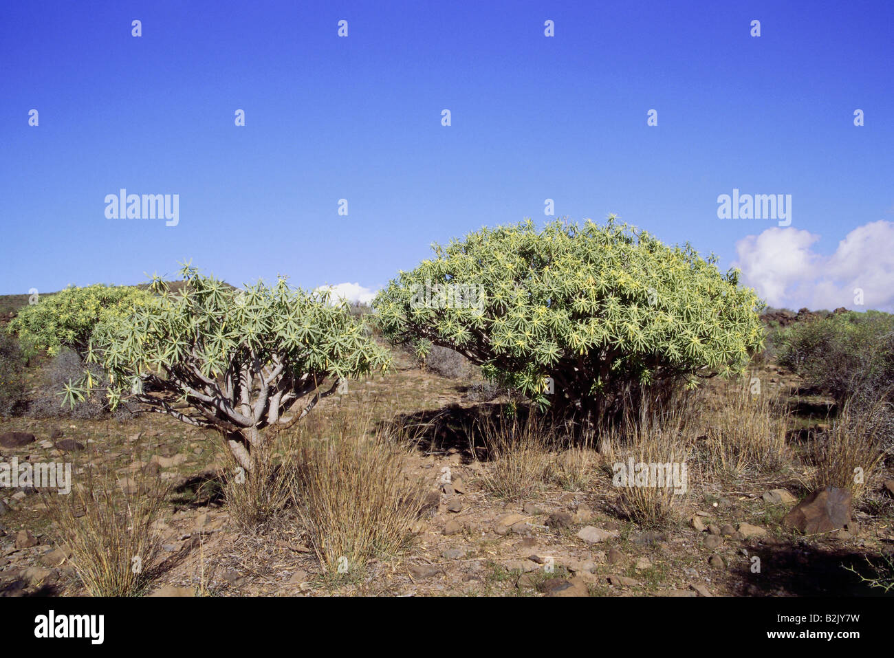 botany, spurges, (Euphorbia), Euphorbia berthelotii, Spain, Canary Islands, La Gomera, between mountain Teguergenche and Las Pilas, Additional-Rights-Clearance-Info-Not-Available Stock Photo