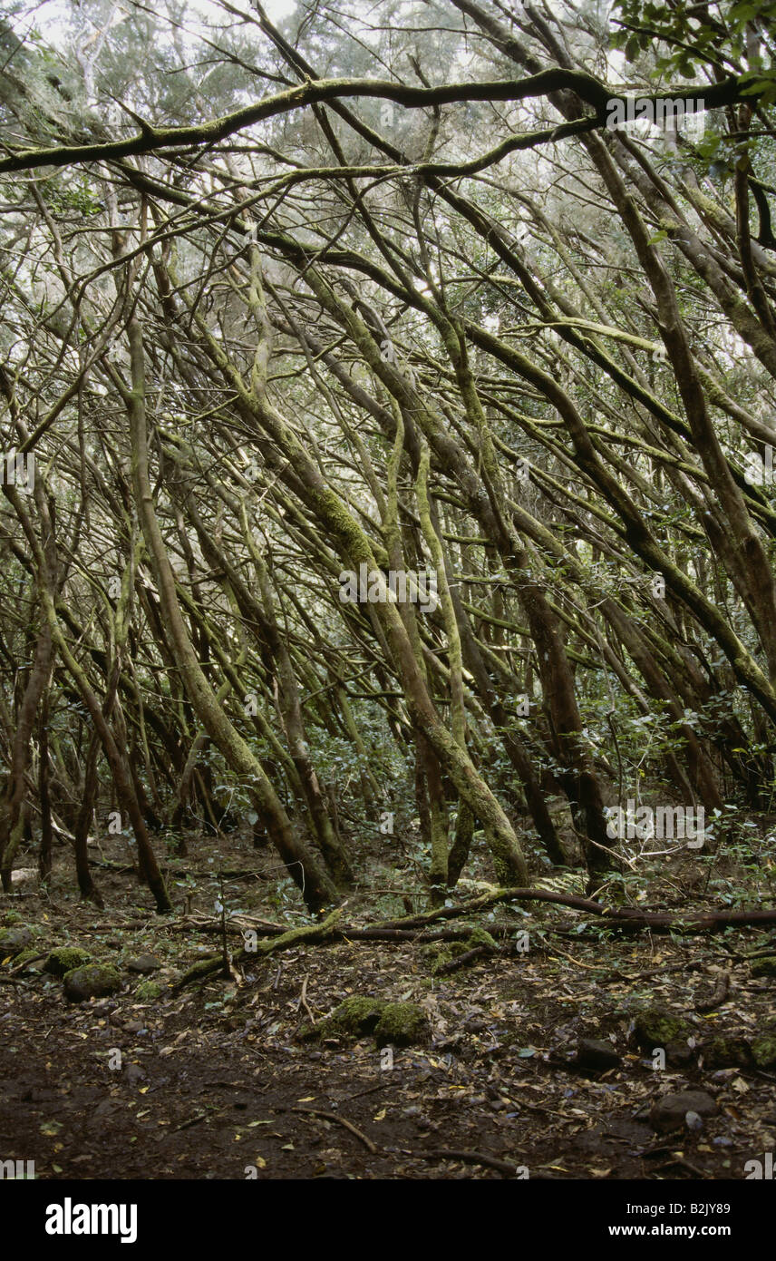 Parque nacional del bosque de laurel hi-res stock photography and ...