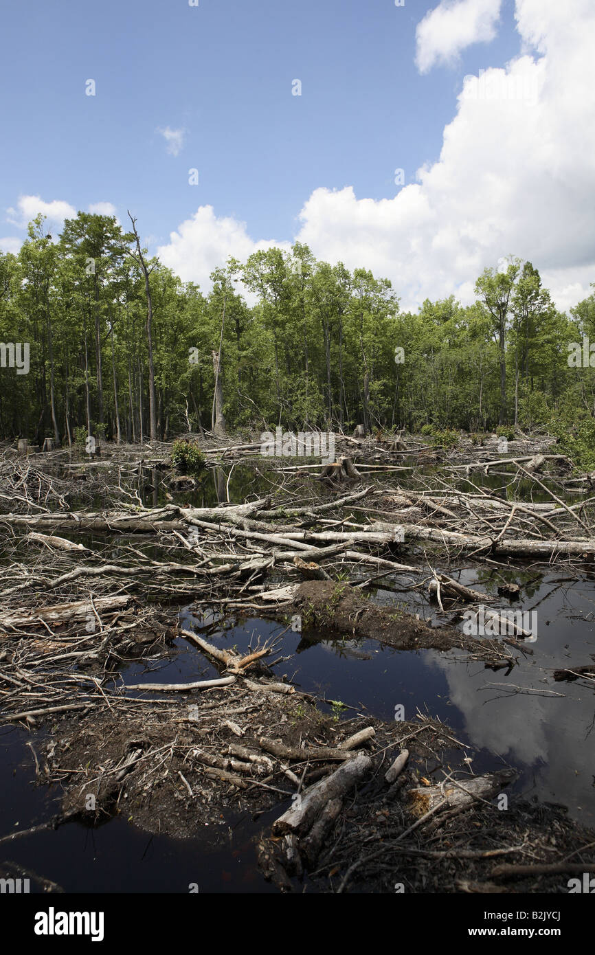 swamp with logs Stock Photo Alamy