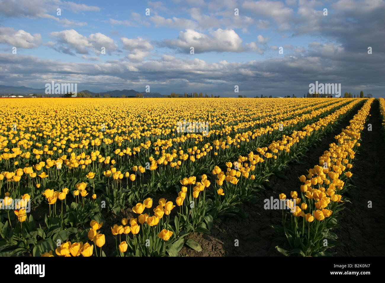Field of yellow tulips. Skagit Valley, Washington USA Stock Photo - Alamy