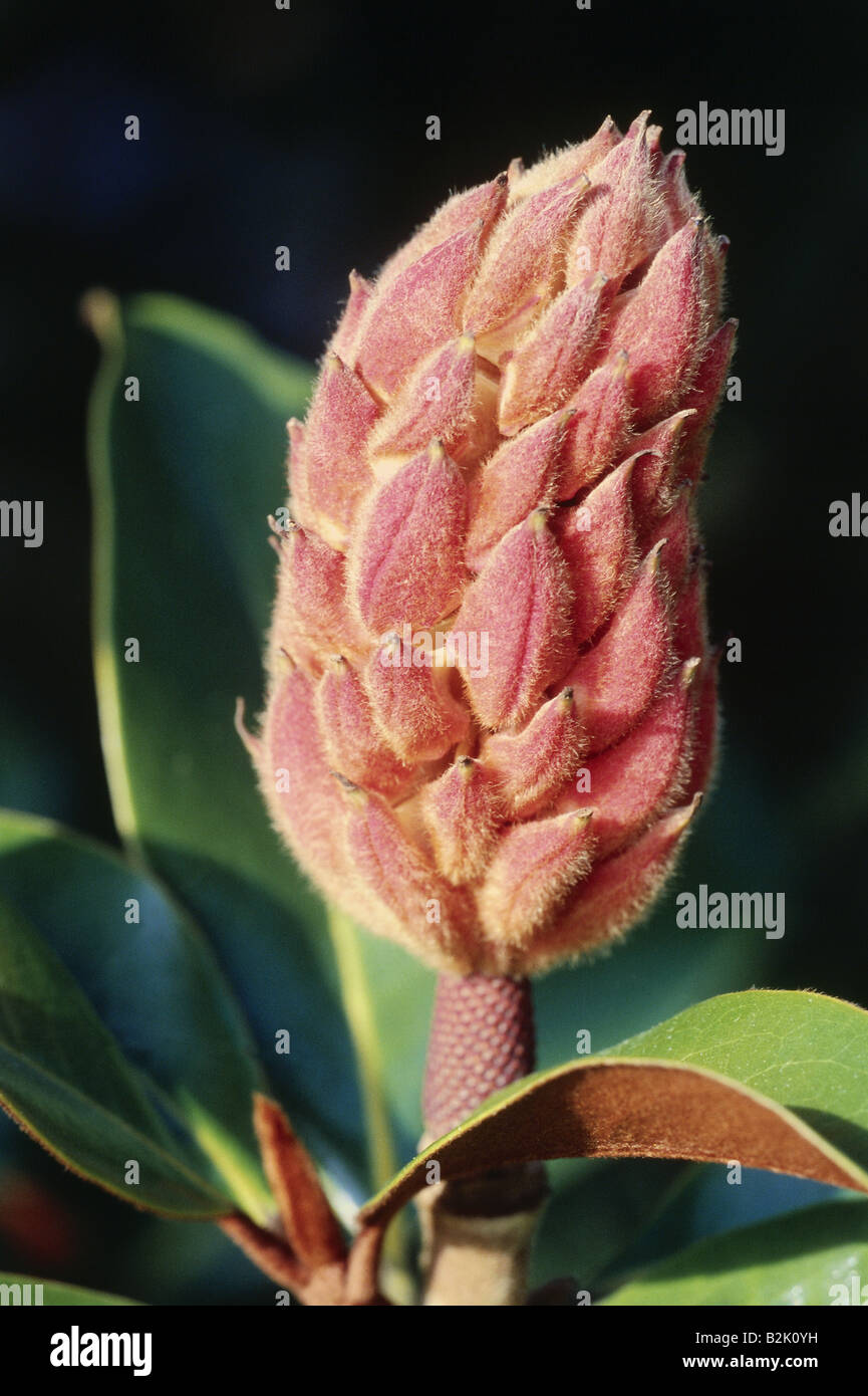 botany, Magnolia, 'Southern magnolia' (Magnolia grandiflora), inflorescence, Additional-Rights-Clearance-Info-Not-Available Stock Photo