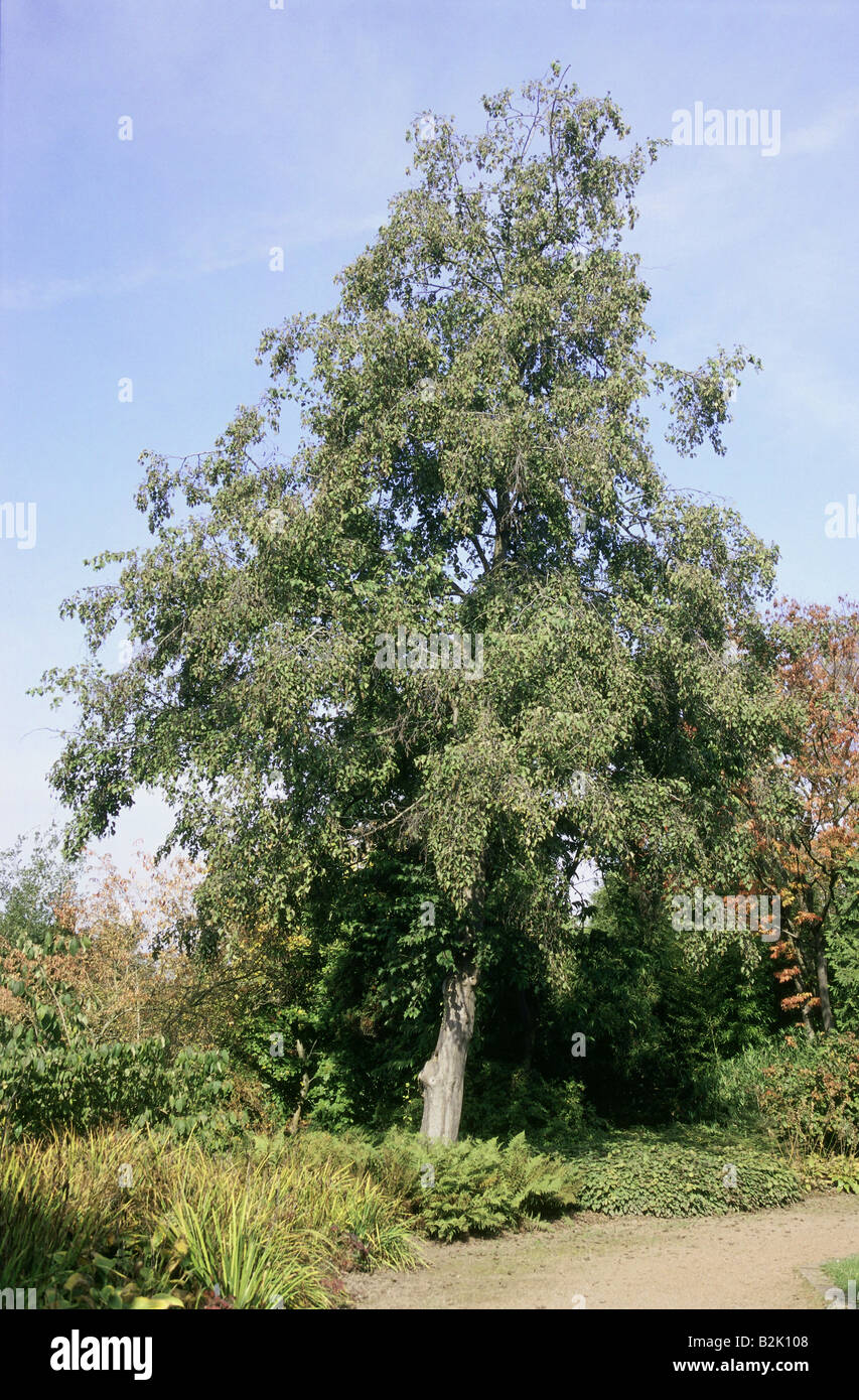 botany, Alder (Alnus), species: Alnus hirsuta, distribution: Japan, Additional-Rights-Clearance-Info-Not-Available Stock Photo