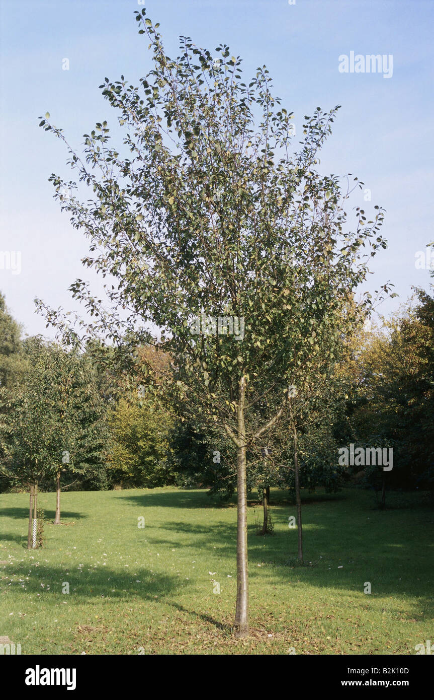 Damson tree deals
