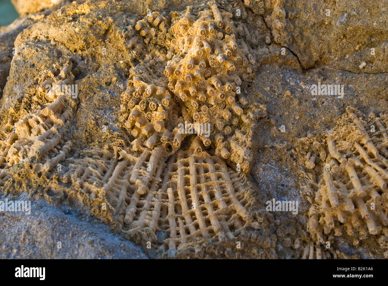 CORALS colony colonial fossil petrified turn into stone EGYPT RED SEA ...
