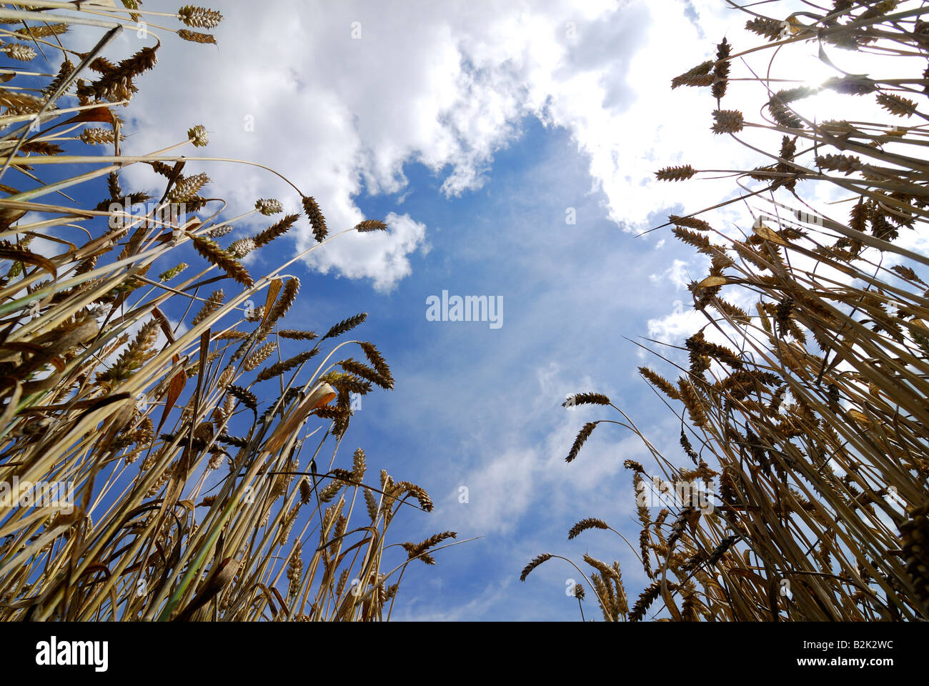 Wheat field under a blue cloudy sky Stock Photo - Alamy