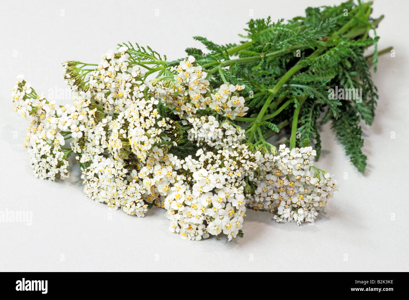 Common Yarrow (Achillea millefolium), flowering stems, studio picture Stock Photo