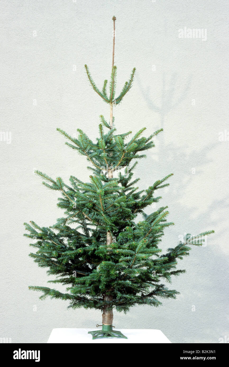 Caucasian Fir Abies Nordmanniana As Undecorated Christmas Tree Stock Photo Alamy