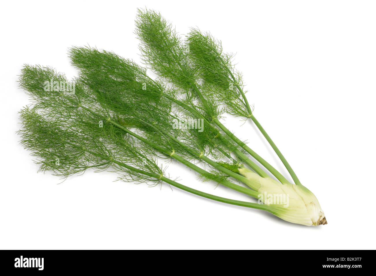 Fennel Bulb with fronds Stock Photo Alamy