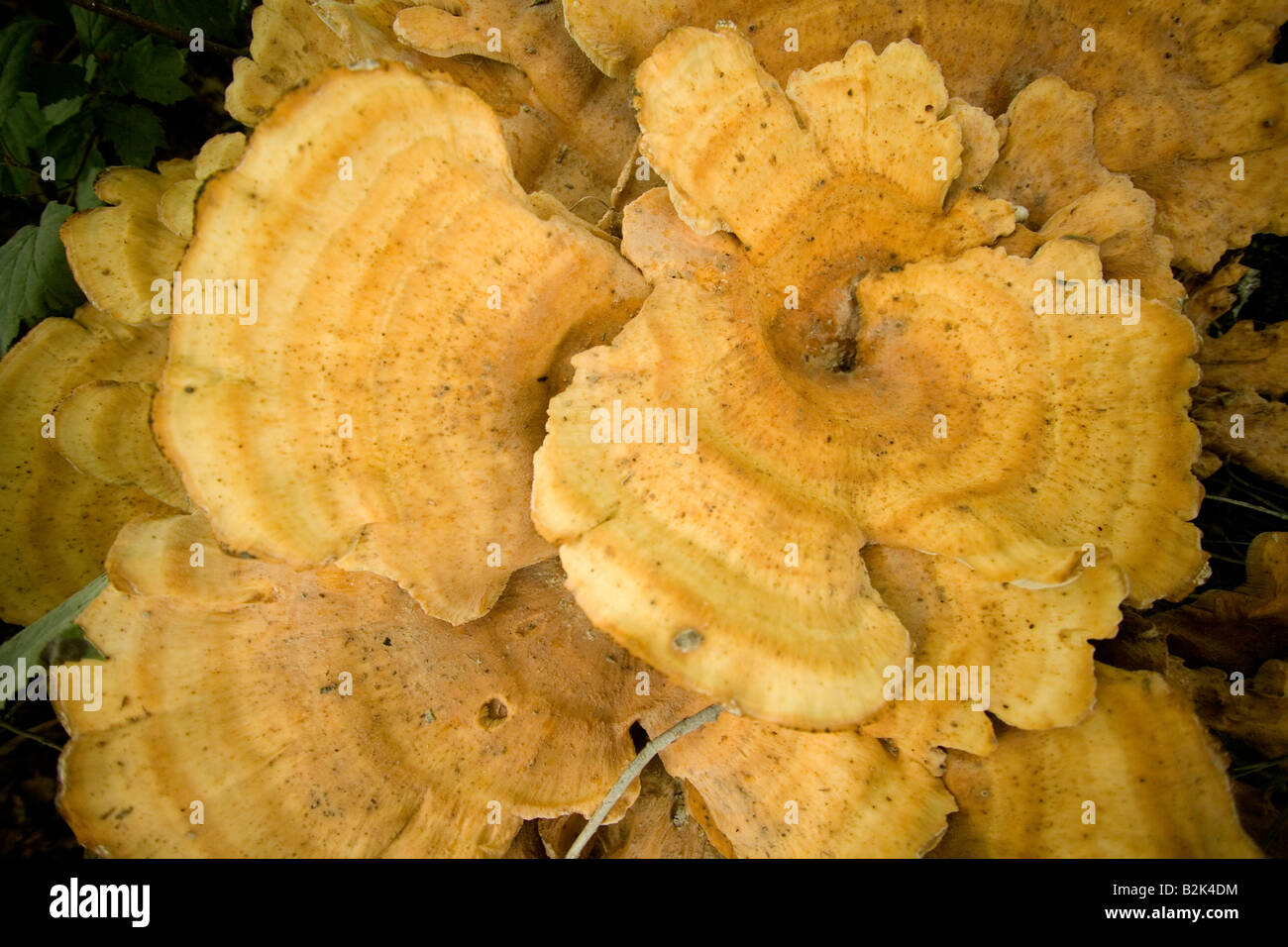 Large orange mushroom fungus on green grass and brown dirt forest floor in temperate climate New England, USA expanding by blocking sun to other plant Stock Photo