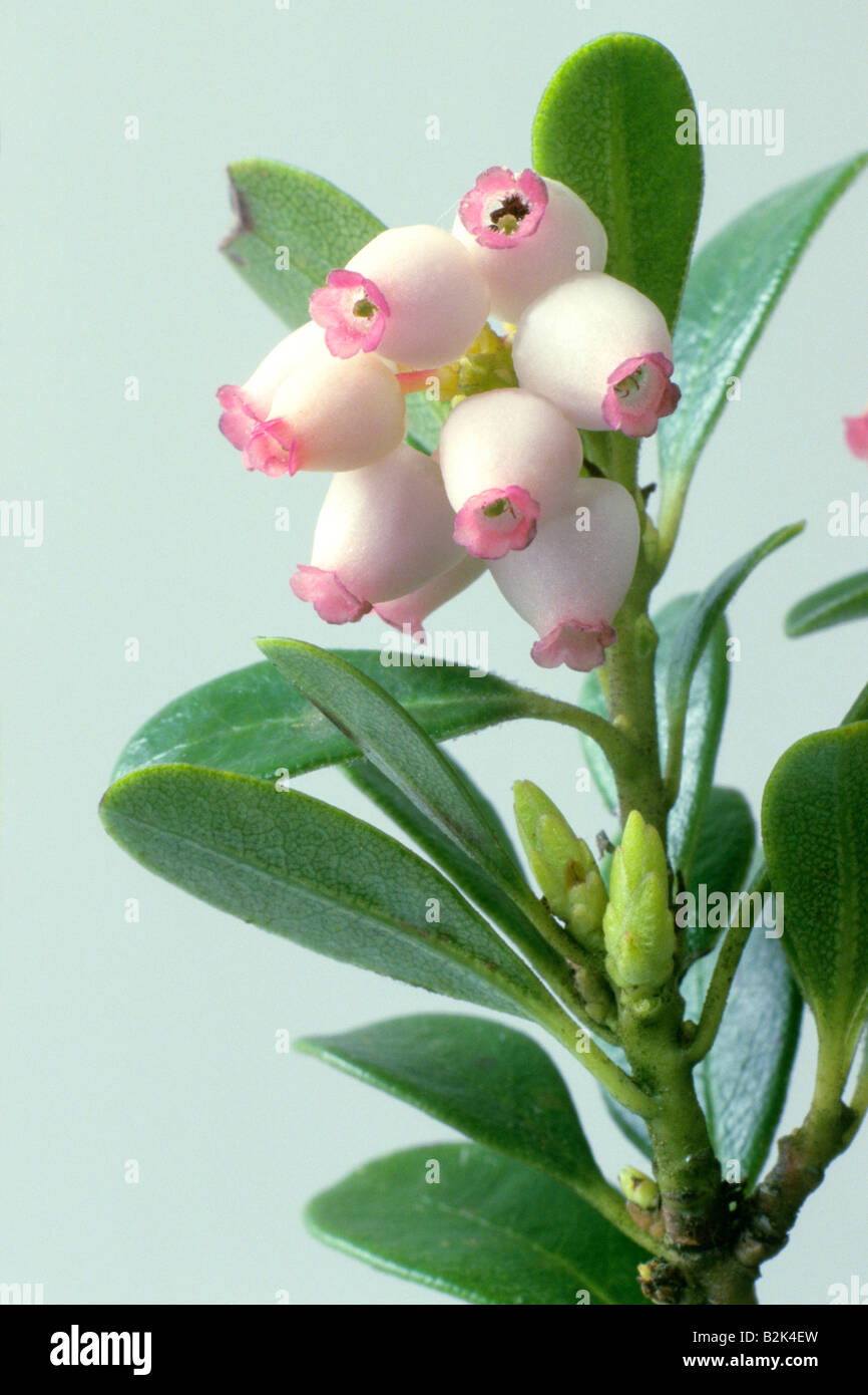 Bearberry, Mountain Cranberry (Arctostaphylos uva-ursi), twig with leaves and flowers, studio picture Stock Photo
