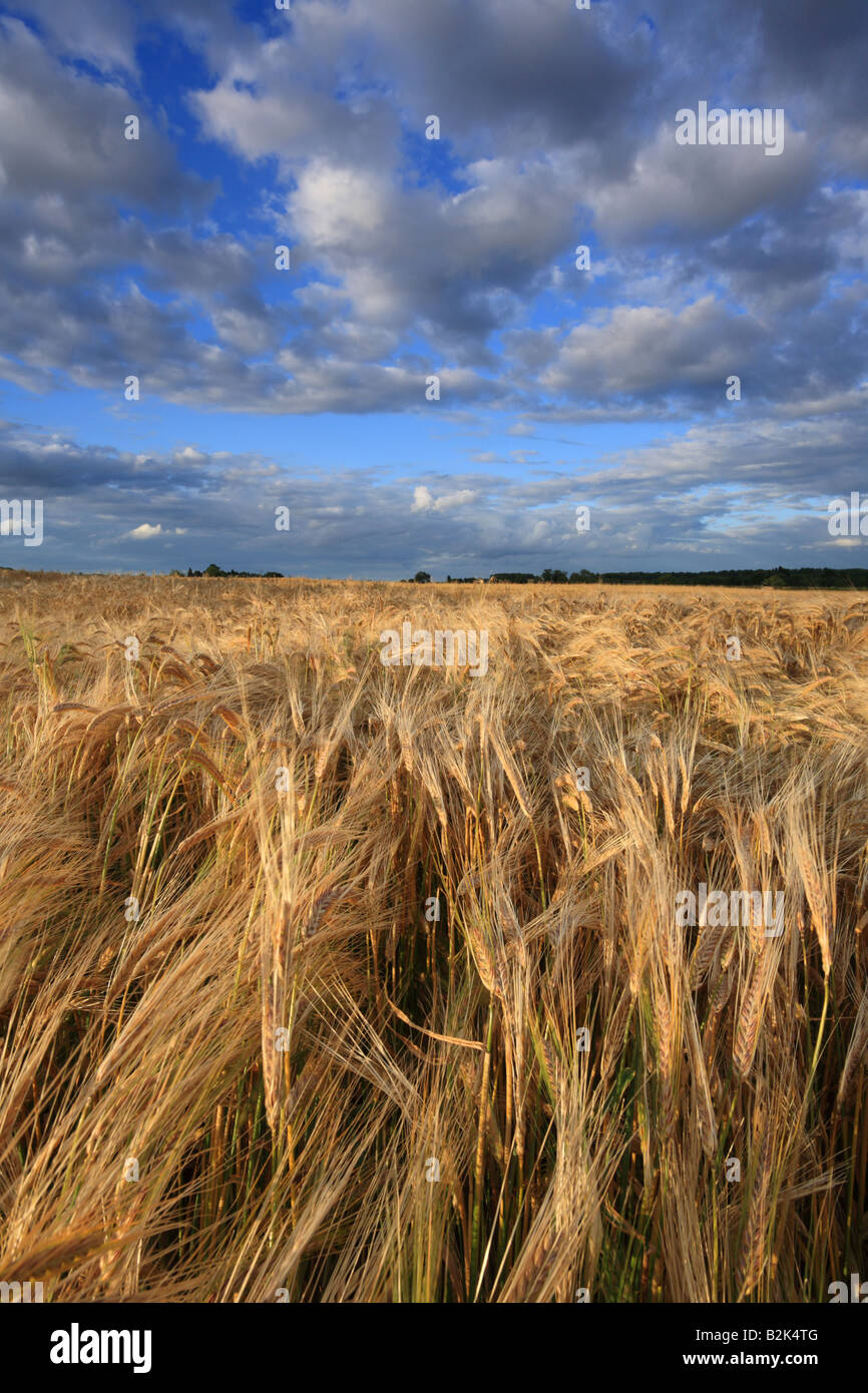 'Field of Barley' fields in South Cambridge. Stock Photo