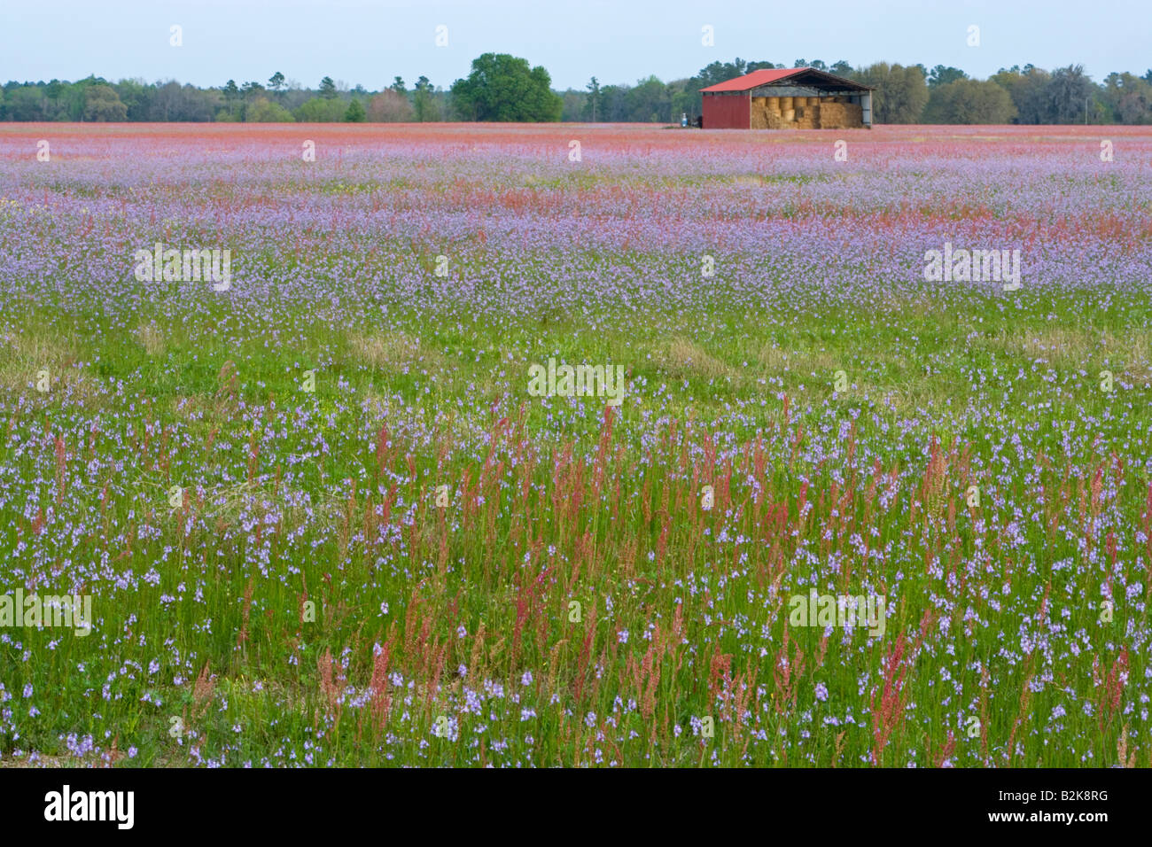 Field of flowers in north central Florida Stock Photo Alamy