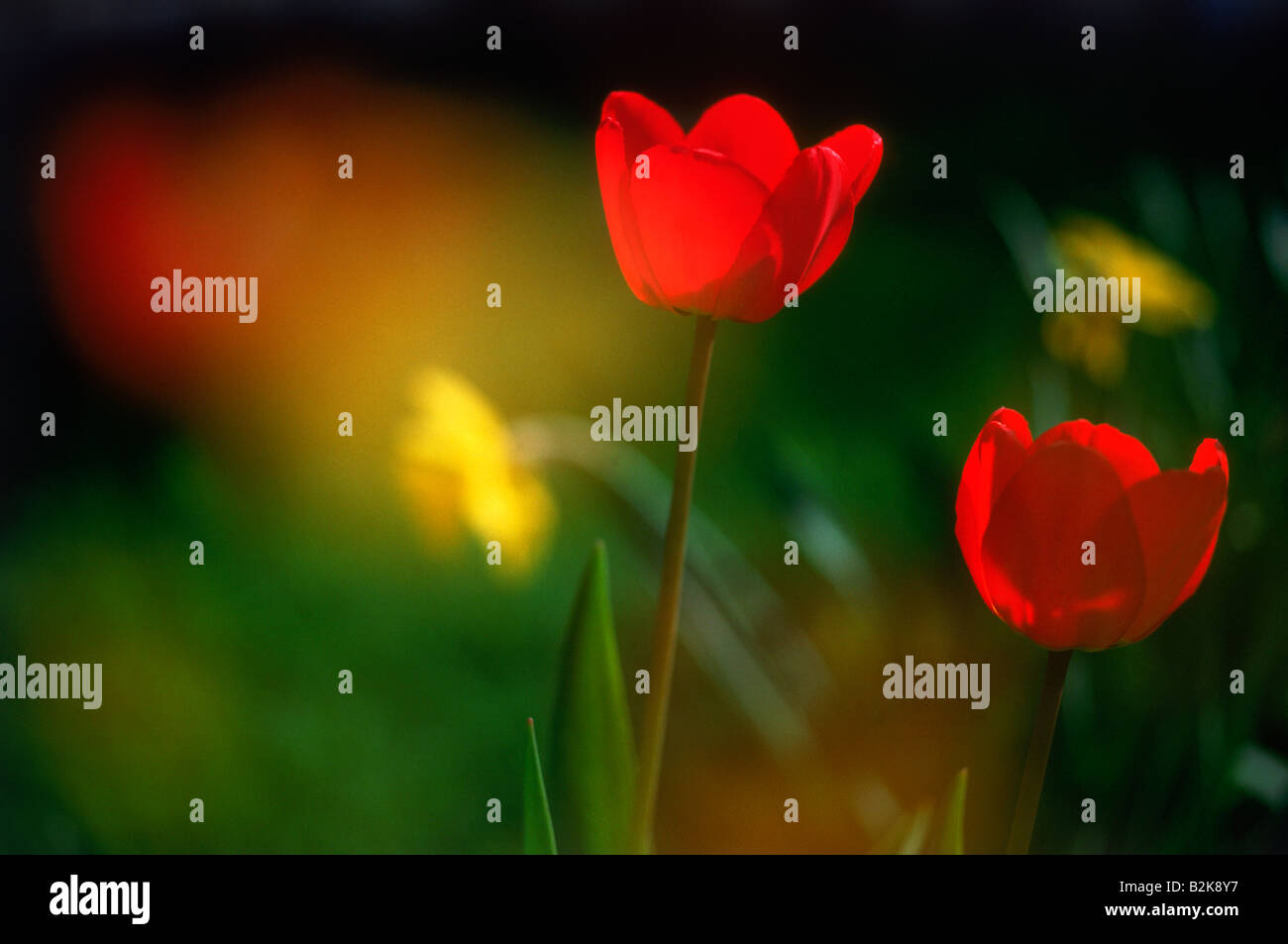 Red tulips in garden highlighted by sunlight Stock Photo