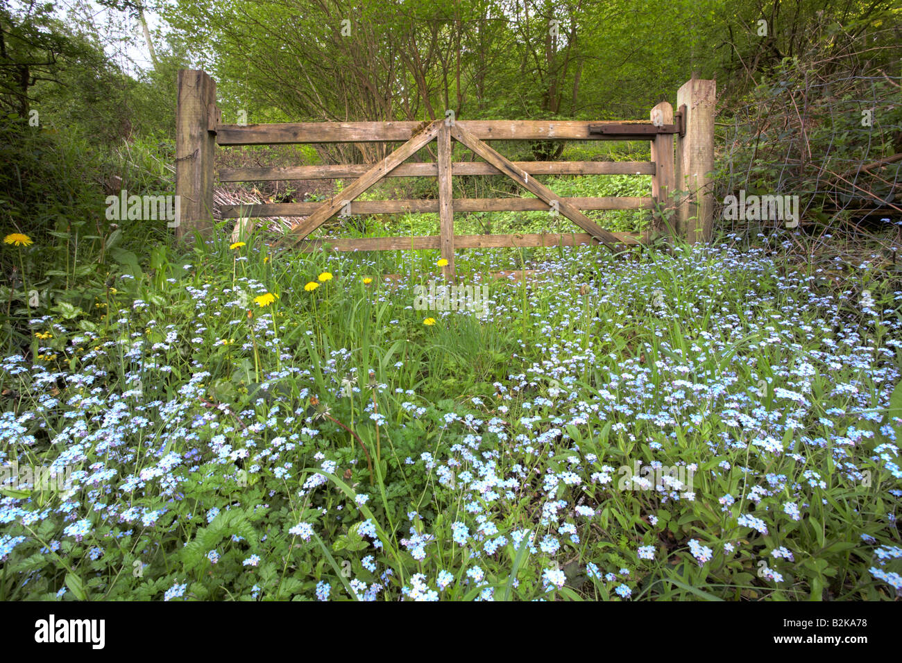 Petite and pretty flowers hi-res stock photography and images - Alamy