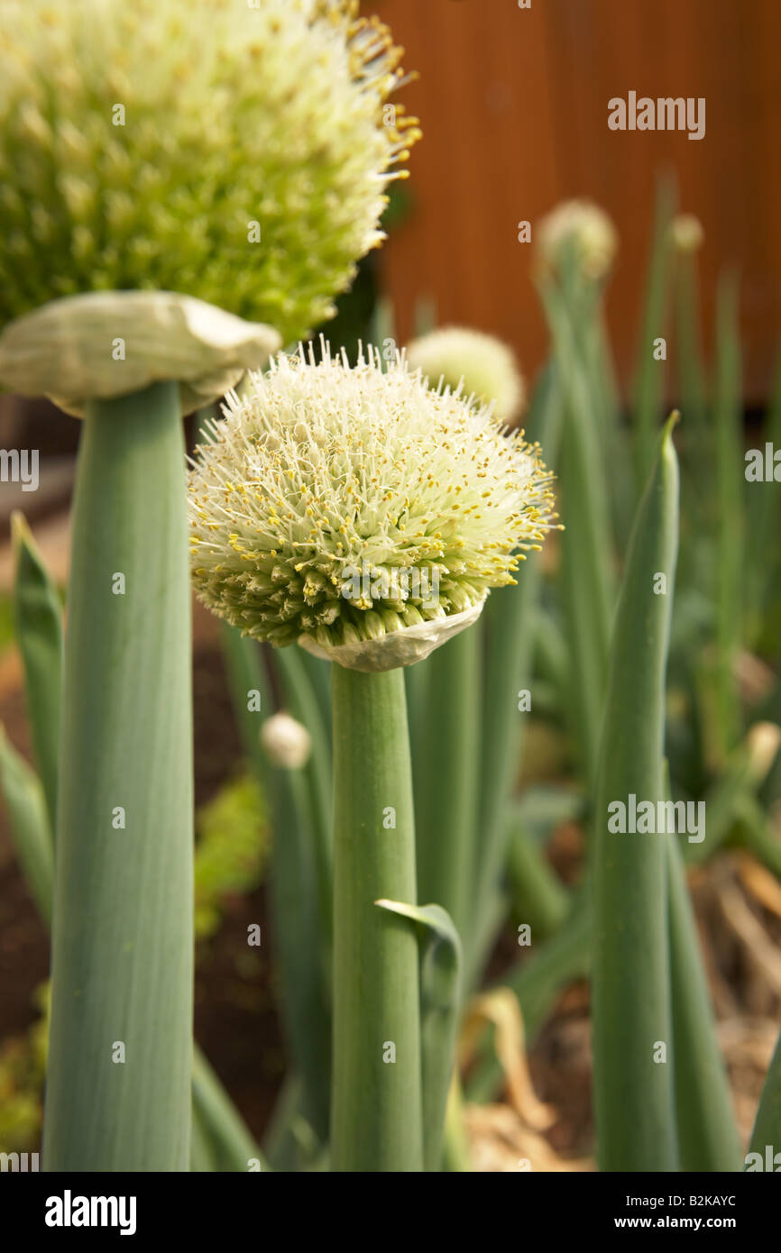 Onion Seed Collection at Mary Coons blog
