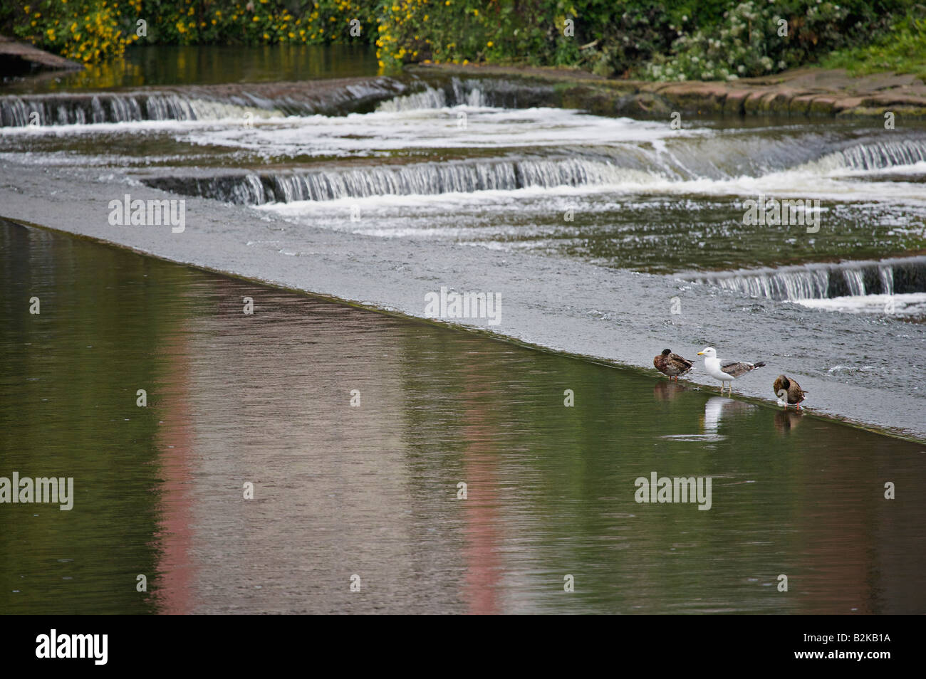 Two ducks and a seagull on the River Dee weir in Chester England UK Stock Photo