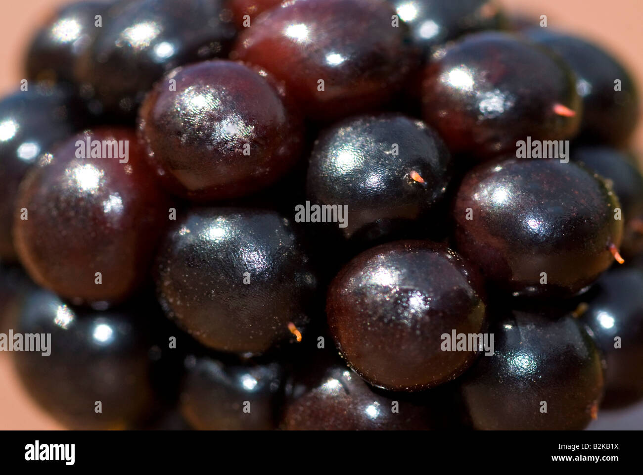 Horizontal macro close up of a plump ripe blackberry Stock Photo