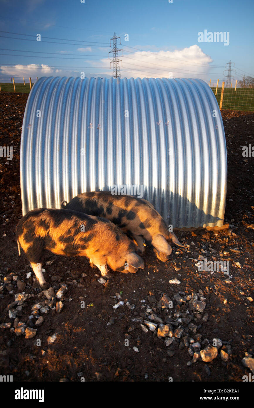 Rare breed pigs and pen in Dorset county, England, UK. Stock Photo