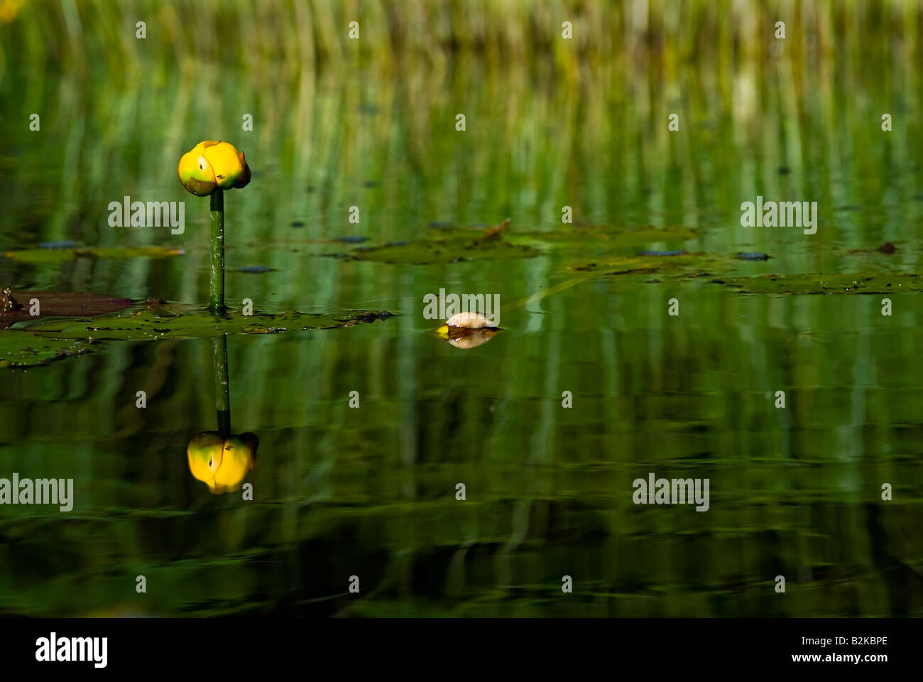 Nuphar the beautiful nature of water lilies Stock Photo