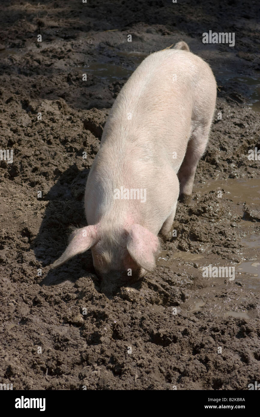 Freerange pig standing in mud A real hog s heaven July 2008 Stock Photo
