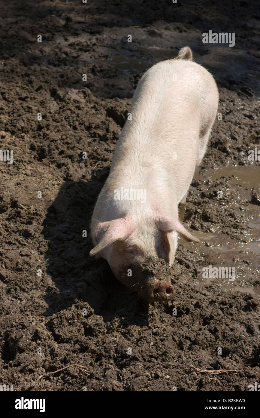 Freerange pig standing in mud A real hog s heaven July 2008 Stock Photo