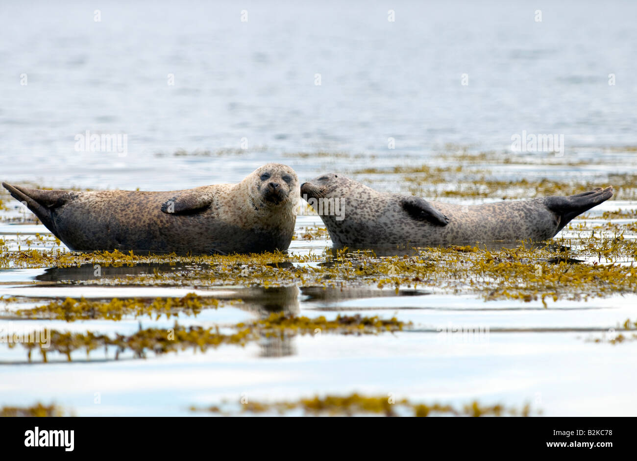 Affectionate Common Seals (Phoca vitulina) Stock Photo